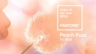 Color of the Year: Peach Fuzz